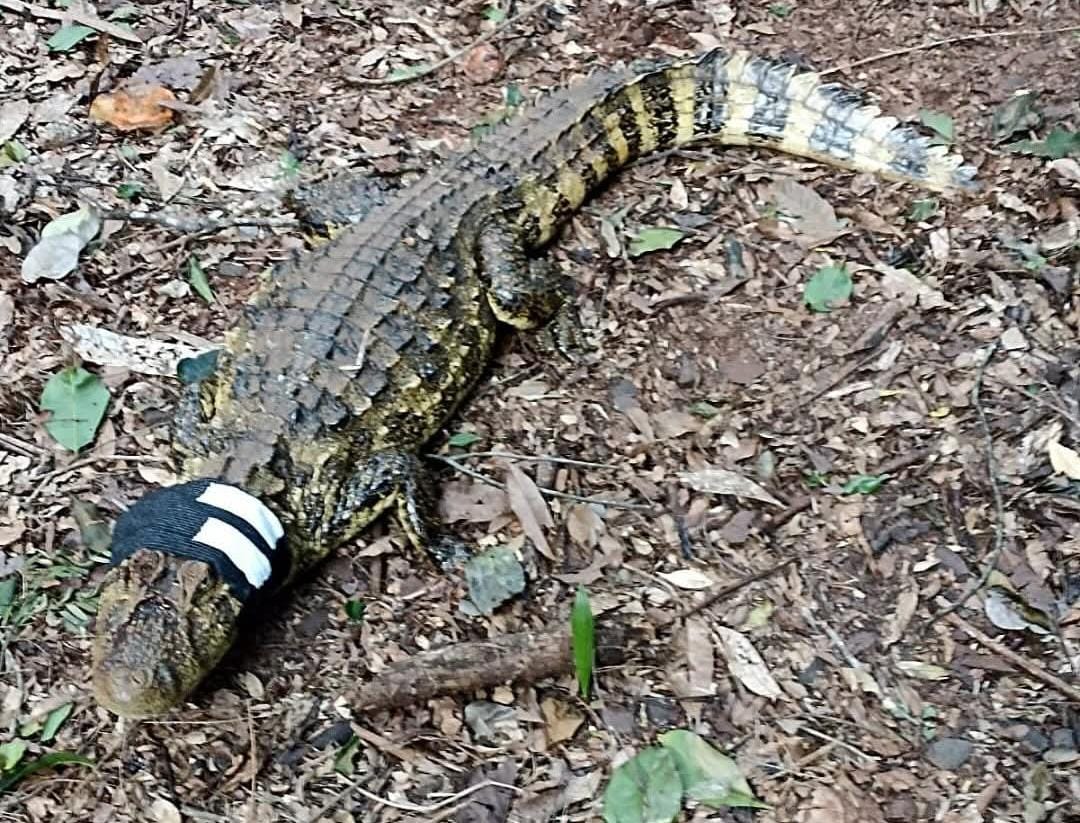 Yacaré rescatado en una laguna de Eldorado se encuentra en proceso de recuperación 3